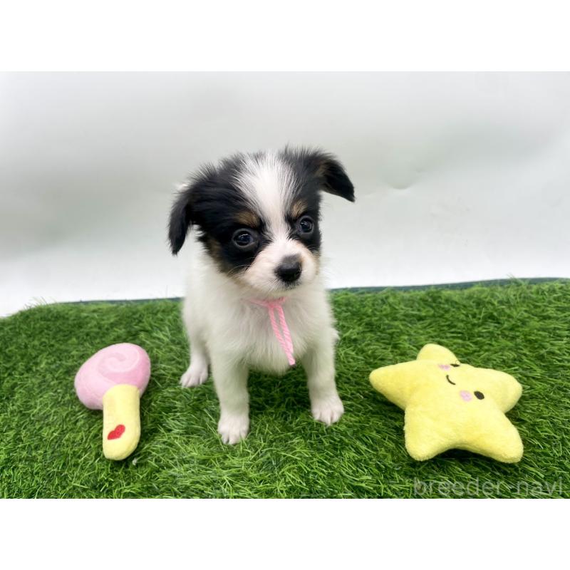 成約済の愛知県のパピヨン-421667の1枚目