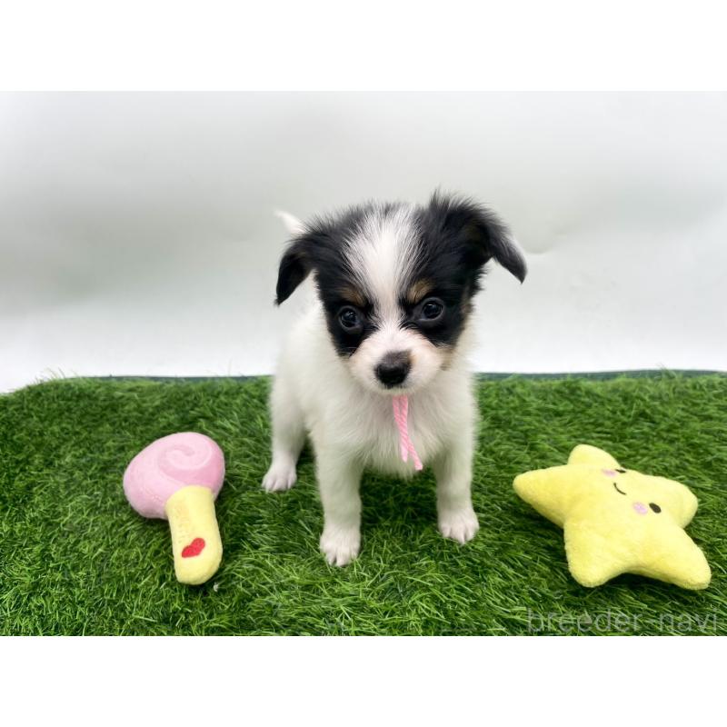 成約済の愛知県のパピヨン-421667の5枚目