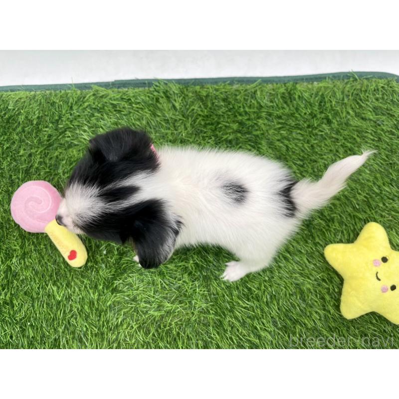 成約済の愛知県のパピヨン-421667の4枚目