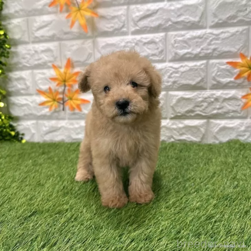 販売中の愛知県のトイプードル-424657の1枚目