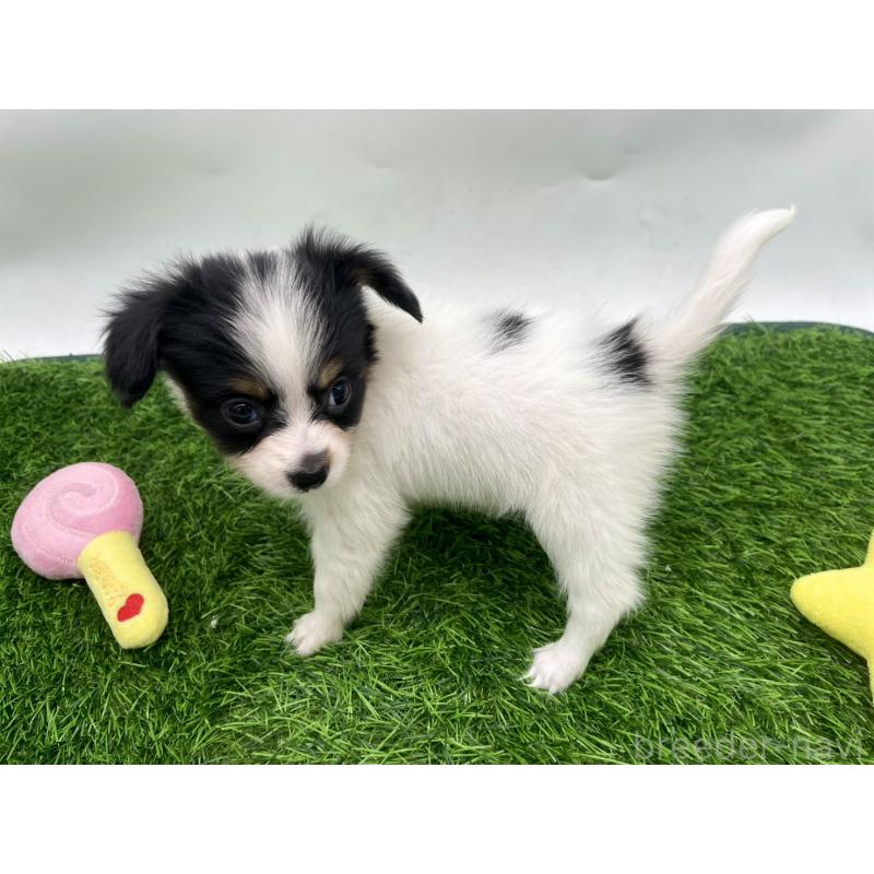 成約済の愛知県のパピヨン-421667の3枚目