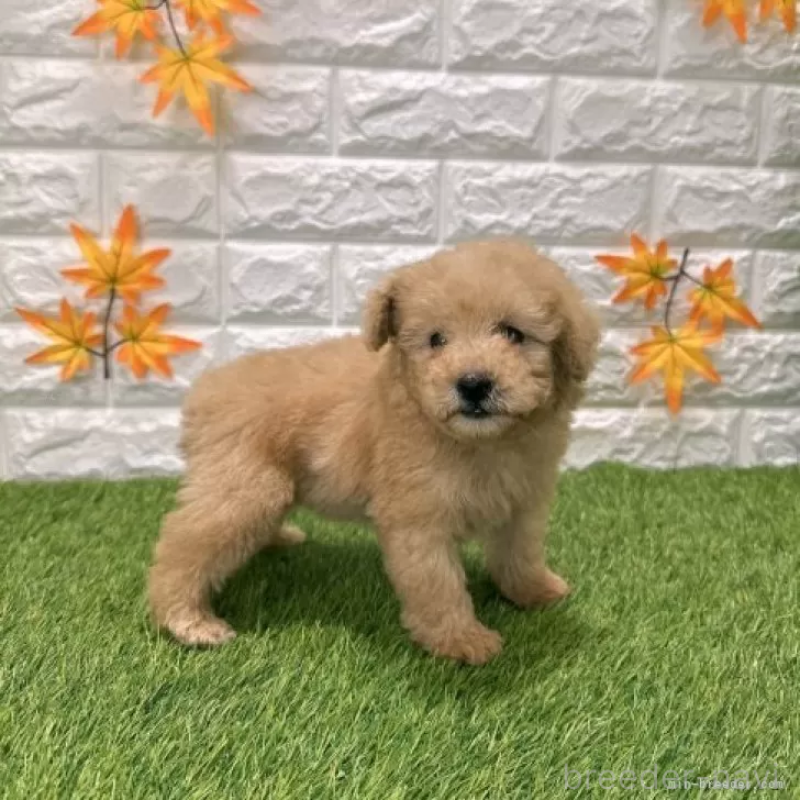 販売中の愛知県のトイプードル-424657の5枚目