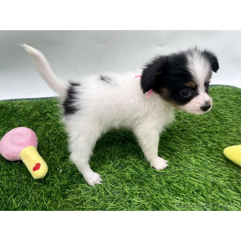 成約済の愛知県のパピヨン-421667の2枚目