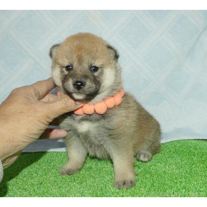 販売中の静岡県の柴犬-424656の7枚目