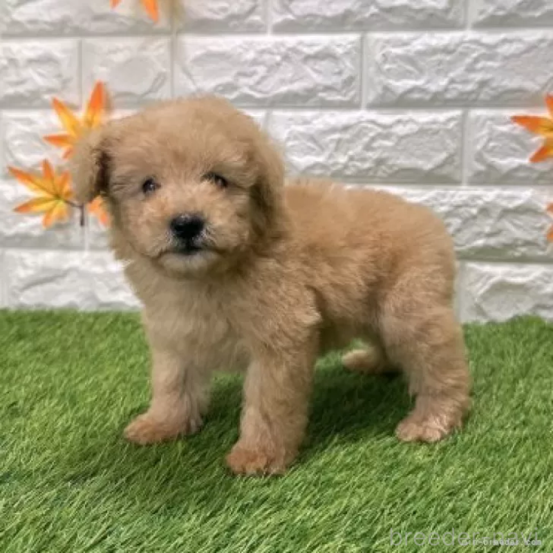 販売中の愛知県のトイプードル-424657の4枚目