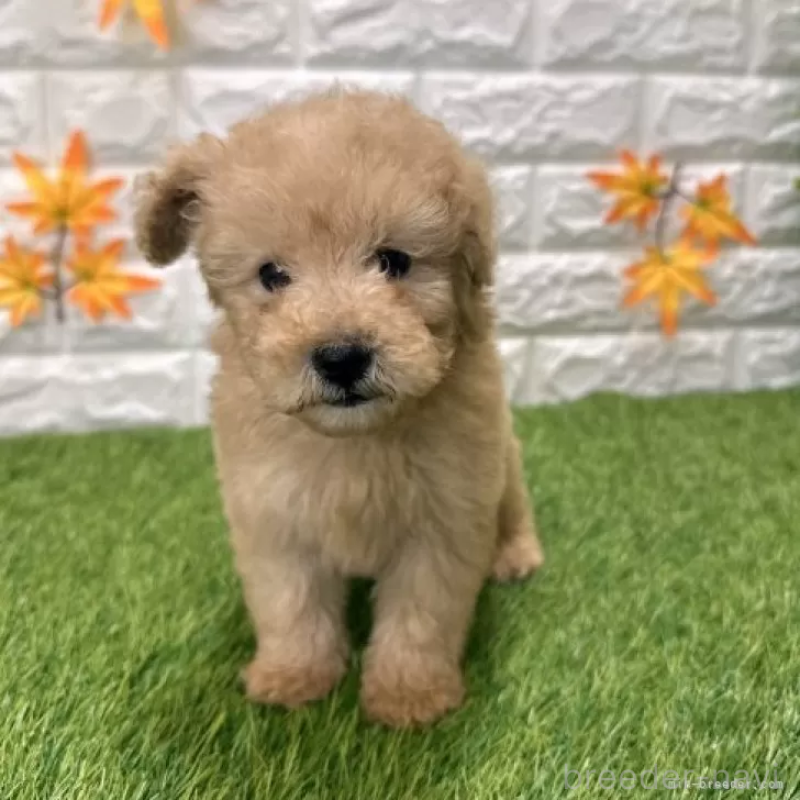 販売中の愛知県のトイプードル-424657の3枚目