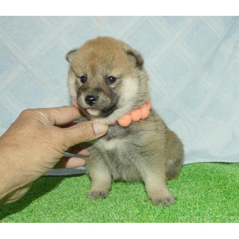 販売中の静岡県の柴犬-424656の6枚目