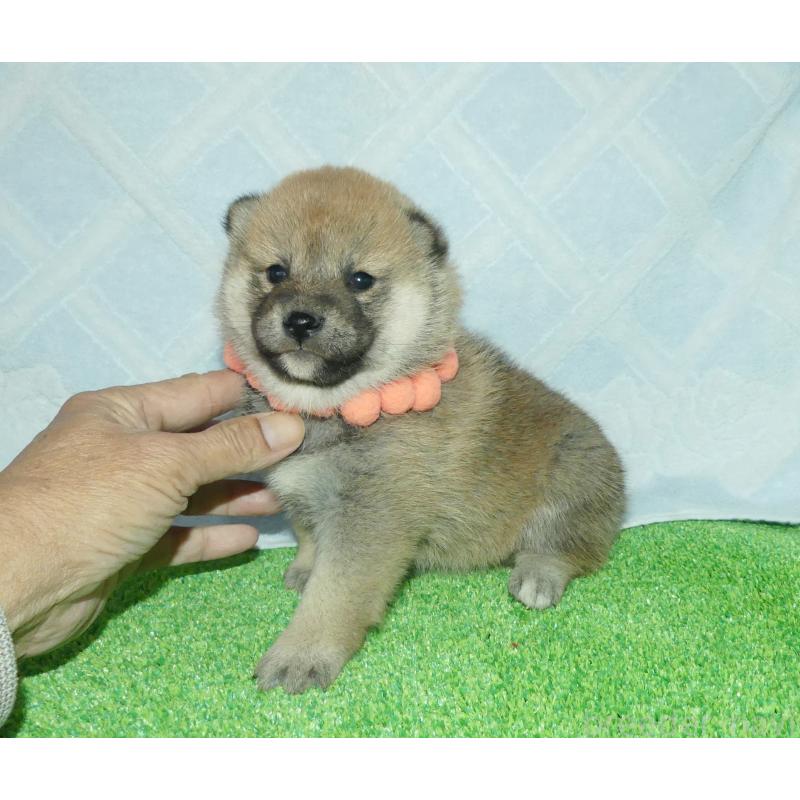 販売中の静岡県の柴犬-424656の5枚目