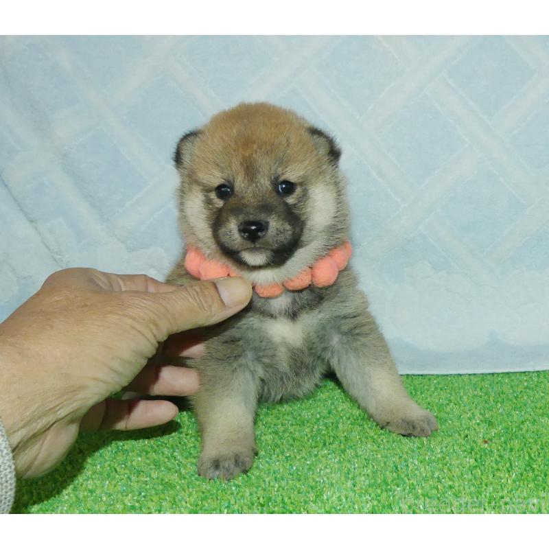 販売中の静岡県の柴犬-424656の4枚目