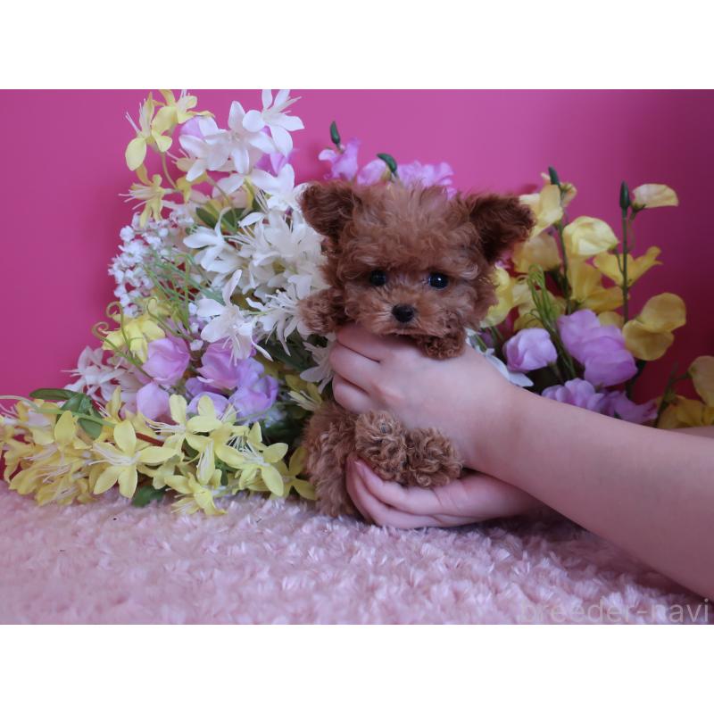 成約済の鹿児島県のティーカッププードル-421981の6枚目