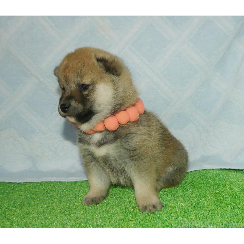 販売中の静岡県の柴犬-424656の2枚目