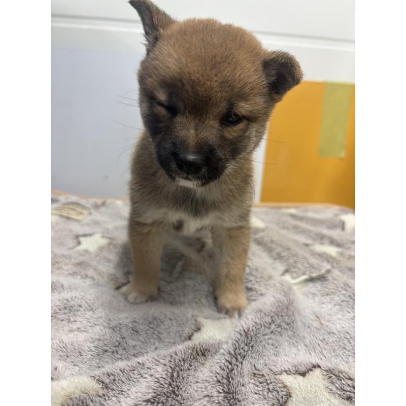 販売中の大分県の豆柴-424676の4枚目