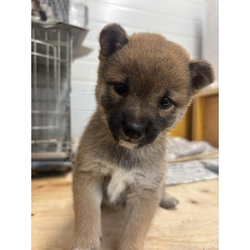 販売中の大分県の豆柴-424676の3枚目