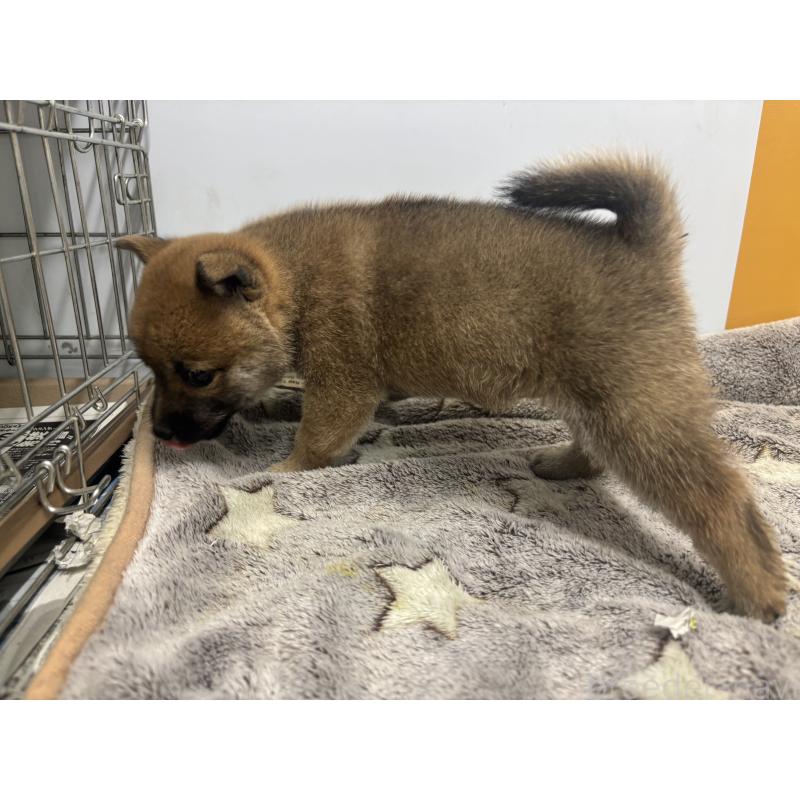 販売中の大分県の豆柴-424676の2枚目