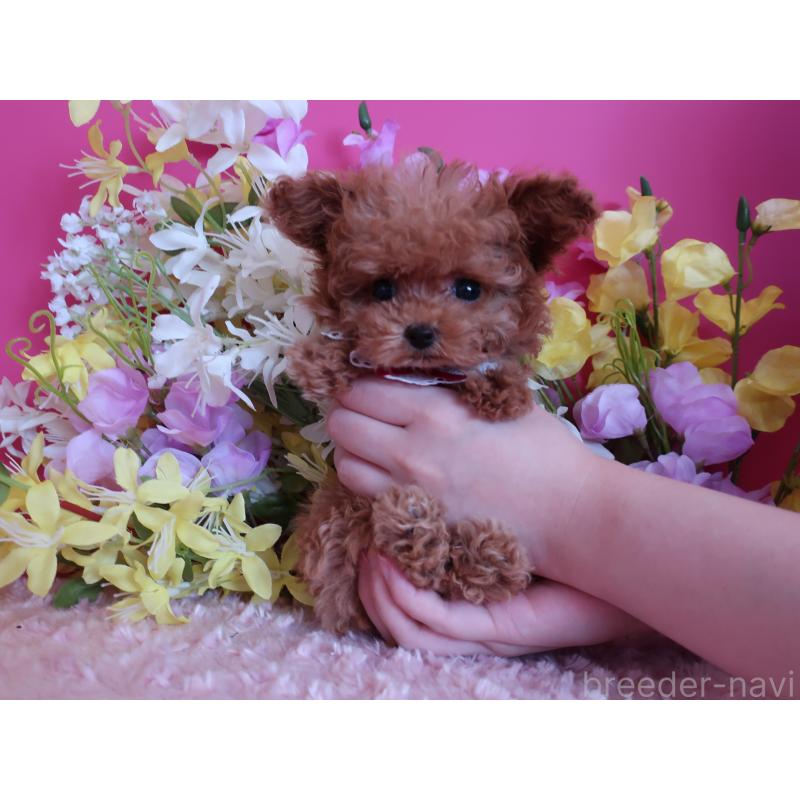 成約済の鹿児島県のティーカッププードル-421981の5枚目