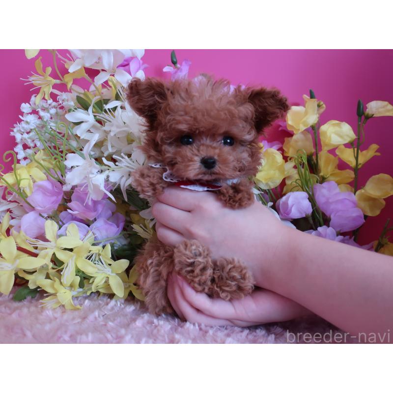 成約済の鹿児島県のティーカッププードル-421981の4枚目