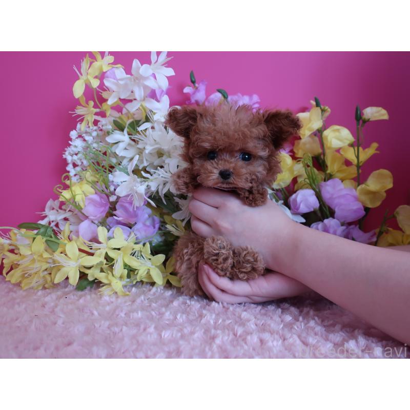 成約済の鹿児島県のティーカッププードル-421981の3枚目