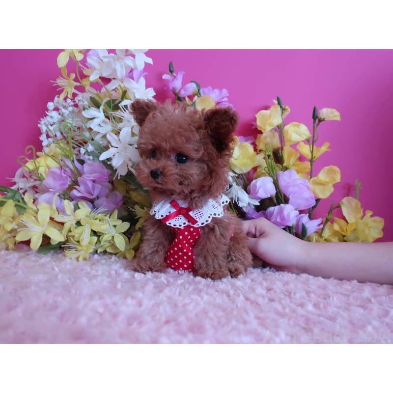 成約済の鹿児島県のティーカッププードル-421981の2枚目