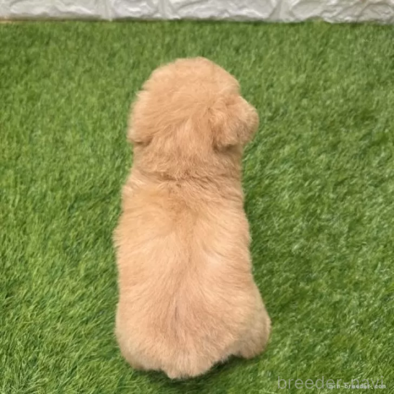 販売中の愛知県のトイプードル-424657の2枚目