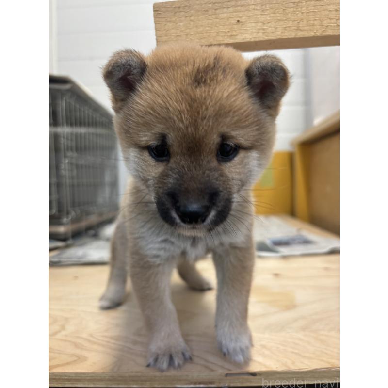 販売中の大分県の豆柴-424679の5枚目