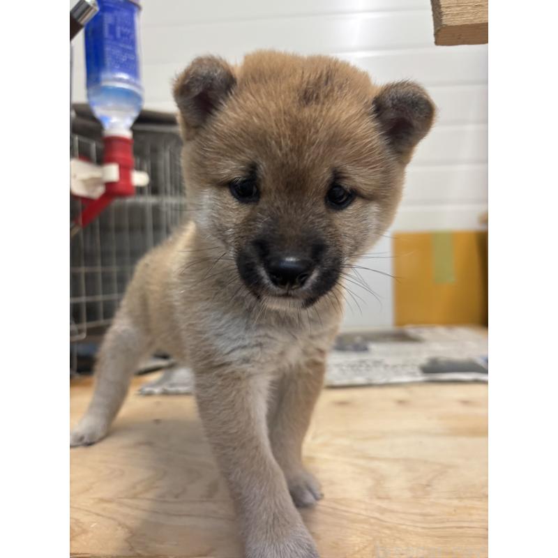 販売中の大分県の豆柴-424679の4枚目