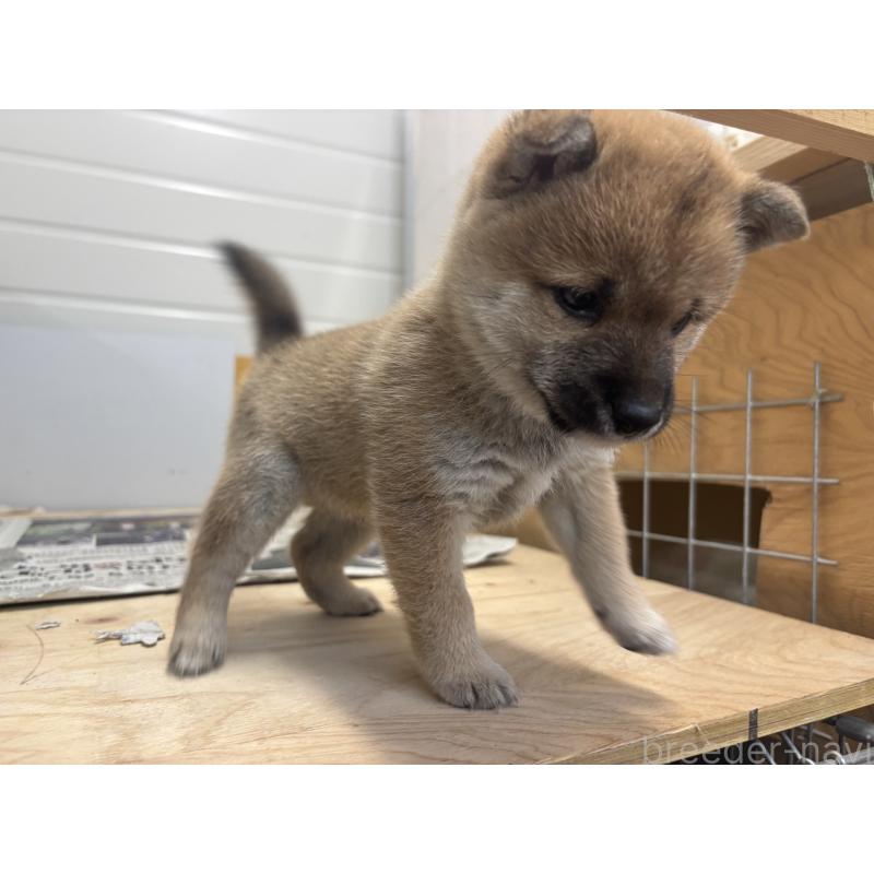 販売中の大分県の豆柴-424679の3枚目