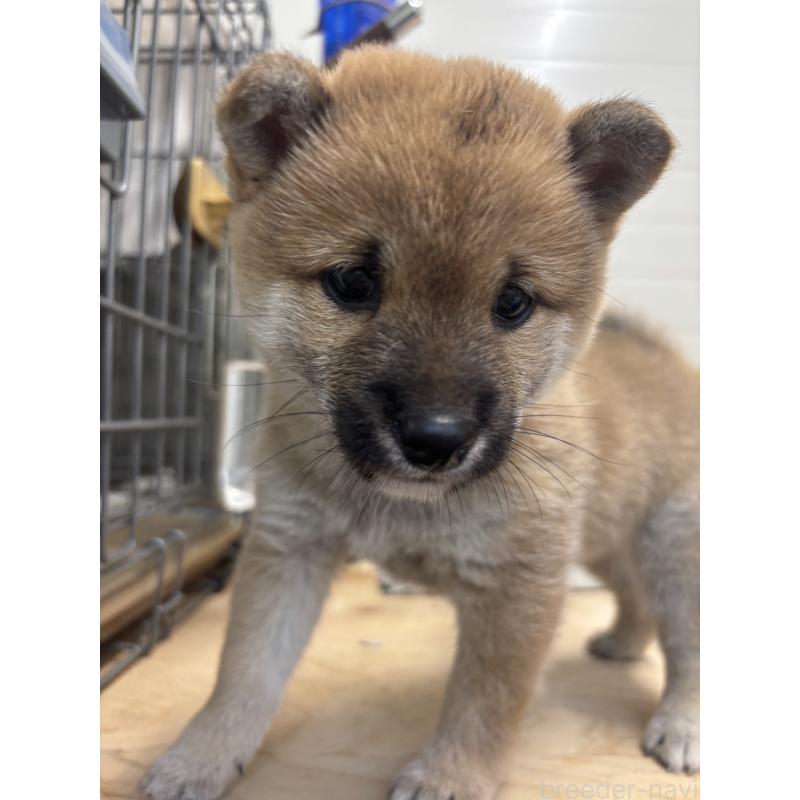 販売中の大分県の豆柴-424679の2枚目