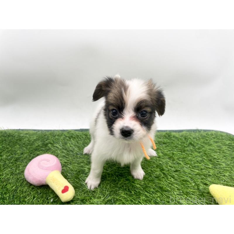 販売中の愛知県のパピヨン-421665