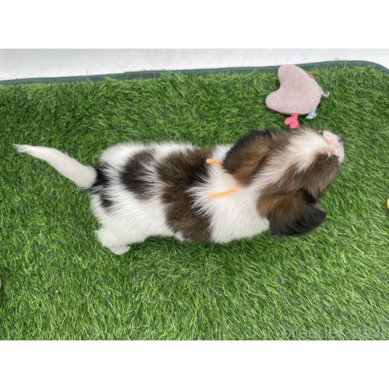 成約済の愛知県のパピヨン-421665の4枚目