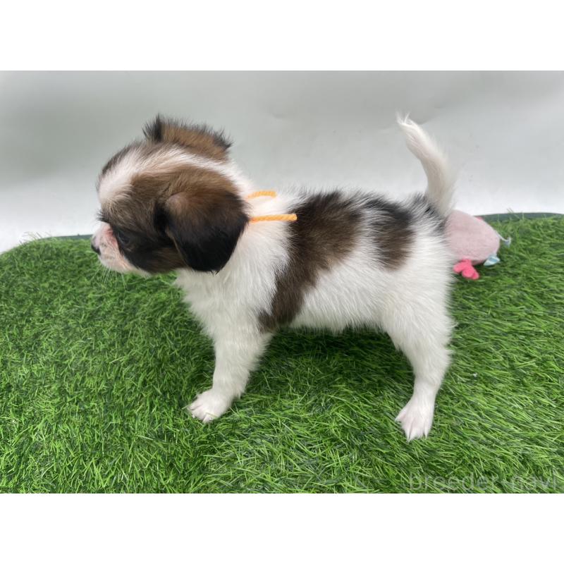 成約済の愛知県のパピヨン-421665の3枚目