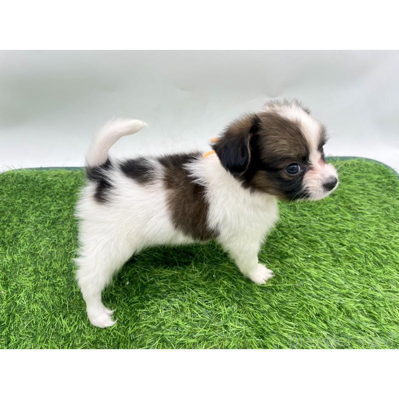 成約済の愛知県のパピヨン-421665の2枚目