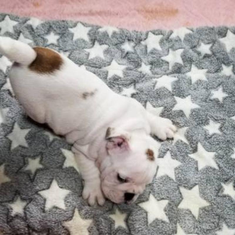 販売中の京都府のブルドッグ-424658の11枚目