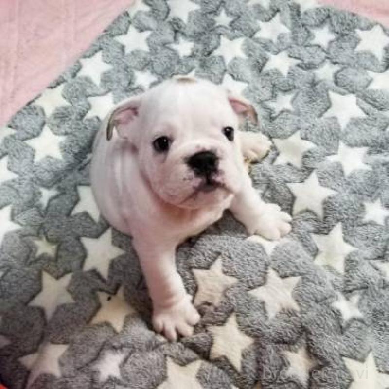 販売中の京都府のブルドッグ-424658の10枚目