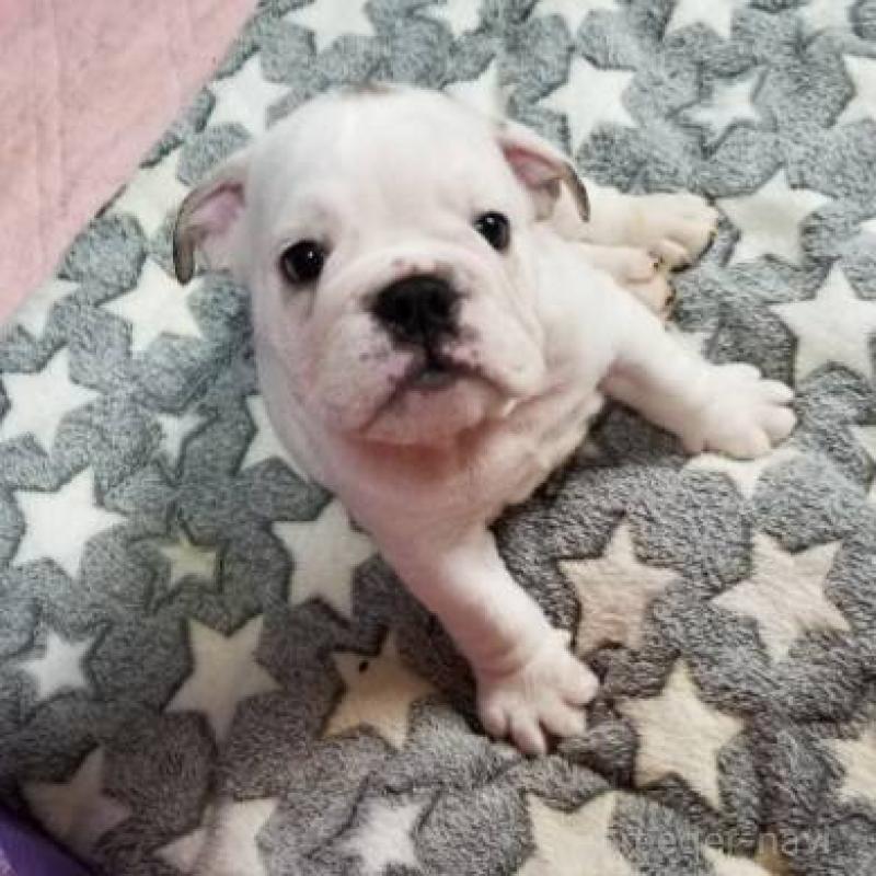 販売中の京都府のブルドッグ-424658の8枚目