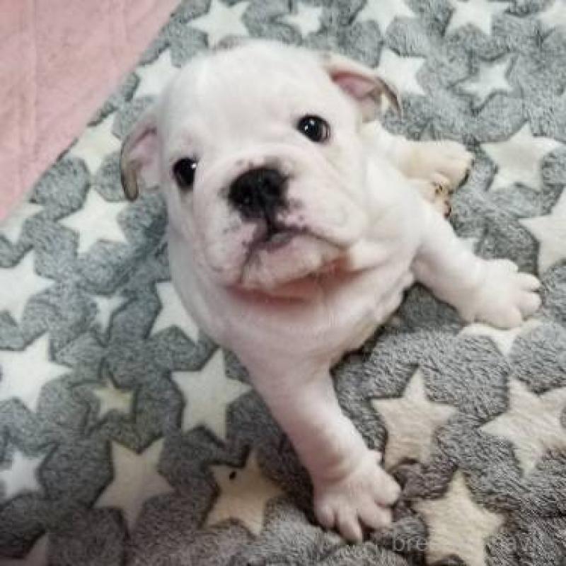 販売中の京都府のブルドッグ-424658の9枚目