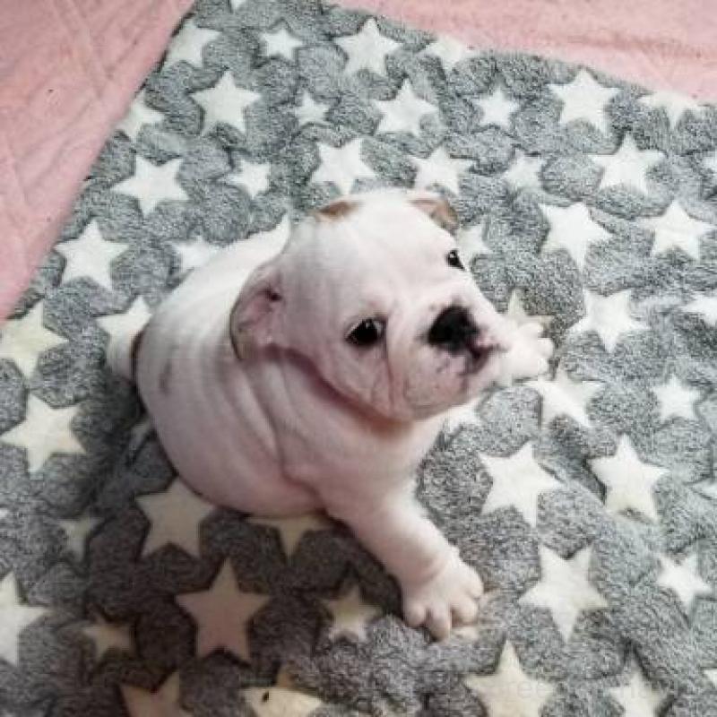 販売中の京都府のブルドッグ-424658の7枚目