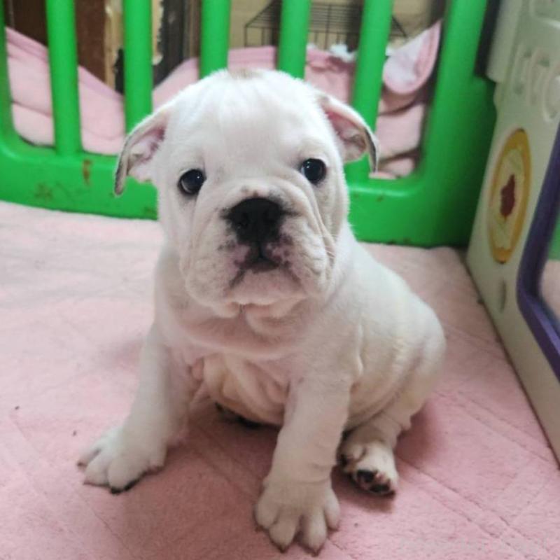 販売中の京都府のブルドッグ-424658の6枚目