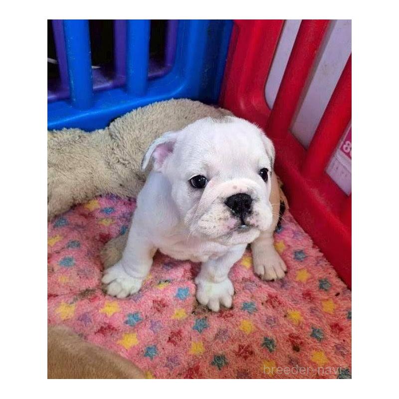 販売中の京都府のブルドッグ-424658の4枚目