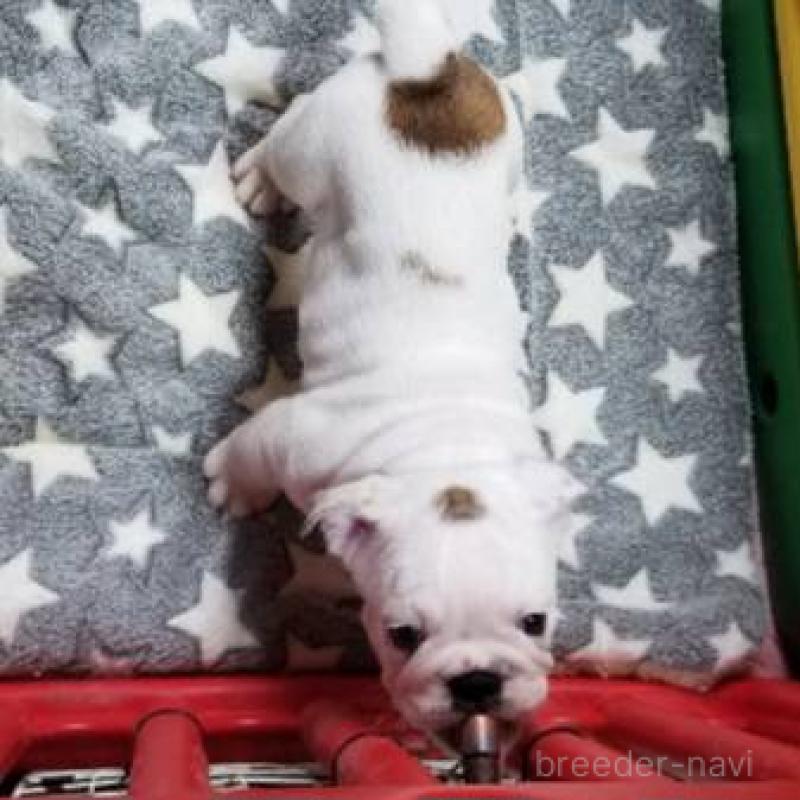 販売中の京都府のブルドッグ-424658の5枚目