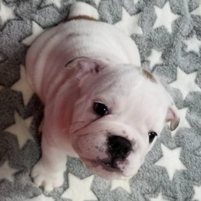 販売中の京都府のブルドッグ-424658の2枚目