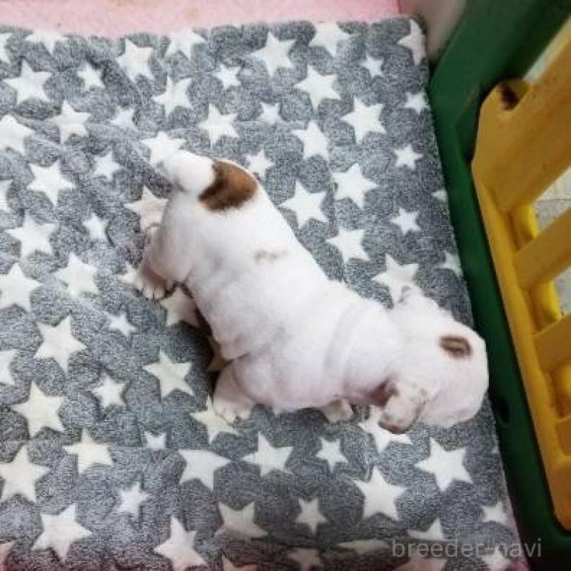 販売中の京都府のブルドッグ-424658の3枚目