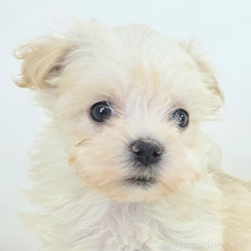 販売中の茨城県のミックス犬-424659の1枚目