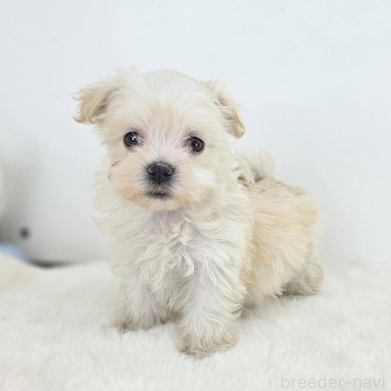 販売中の茨城県のミックス犬-424659の6枚目