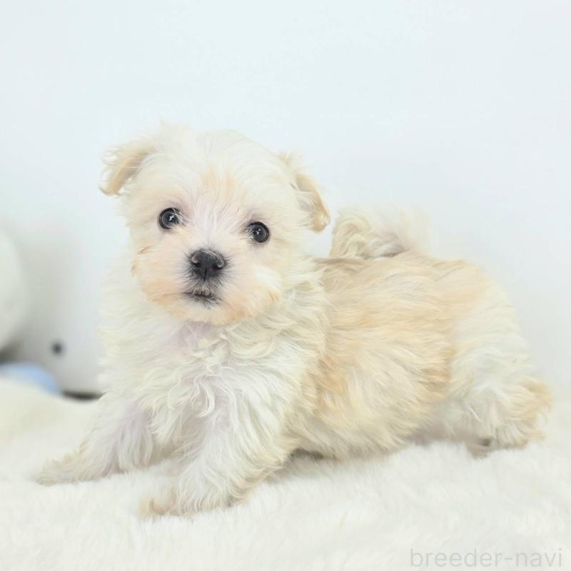 販売中の茨城県のミックス犬-424659の5枚目