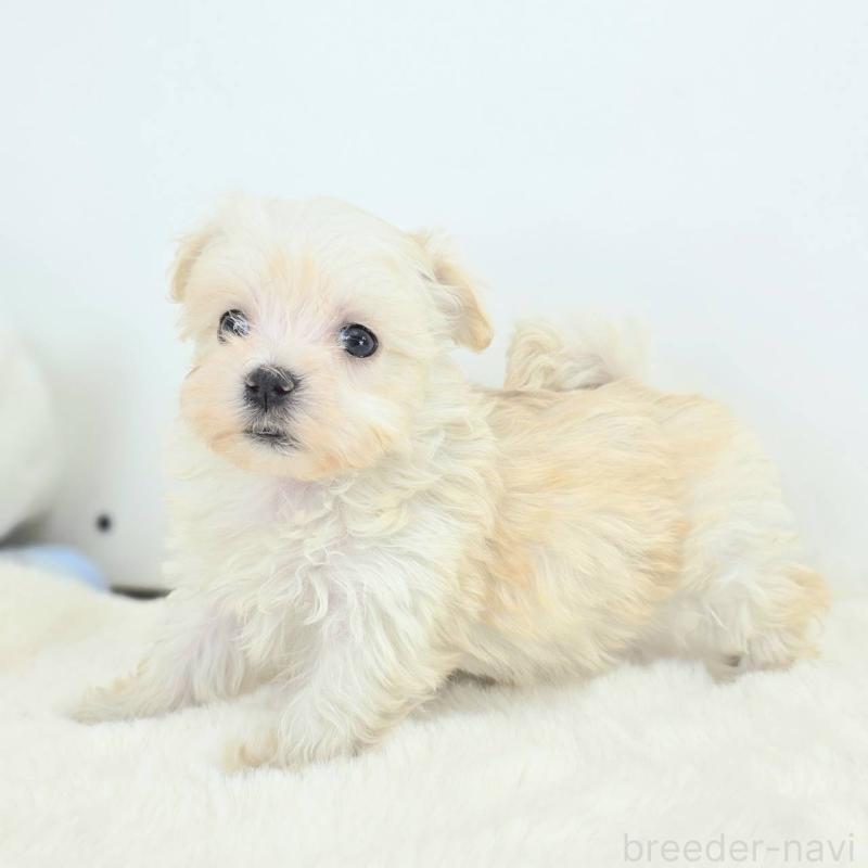 販売中の茨城県のミックス犬-424659の4枚目