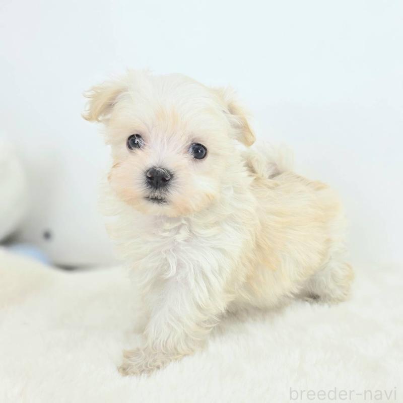 販売中の茨城県のミックス犬-424659の3枚目