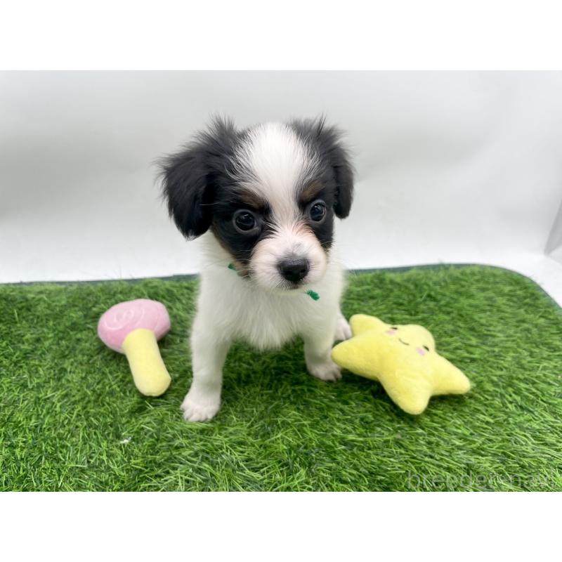 販売中の愛知県のパピヨン-421662