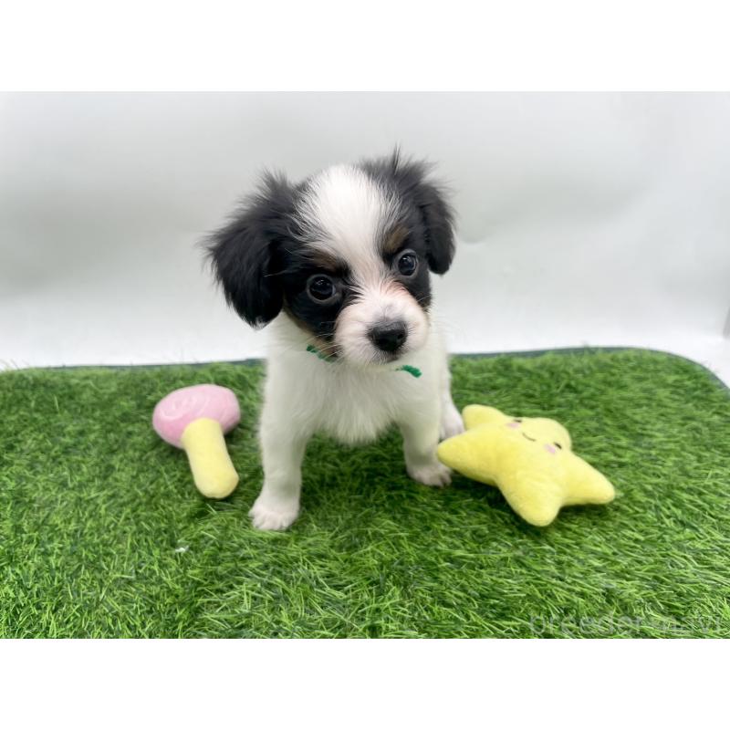 成約済の愛知県のパピヨン-421662の5枚目