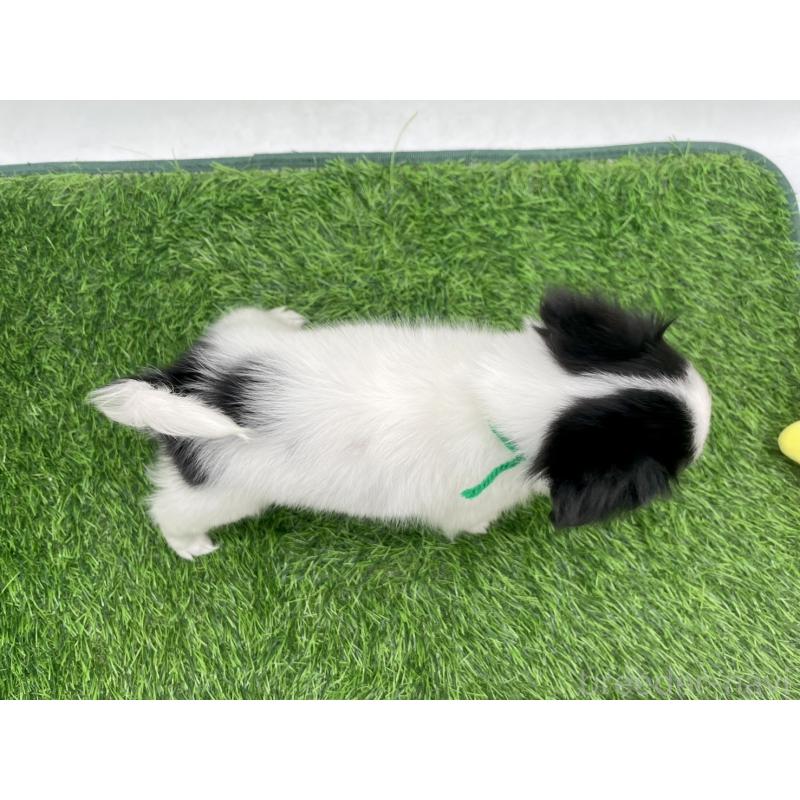 成約済の愛知県のパピヨン-421662の4枚目