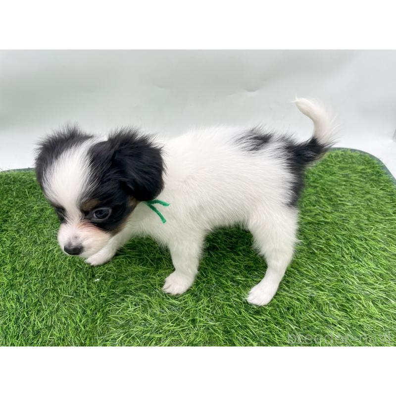 成約済の愛知県のパピヨン-421662の3枚目